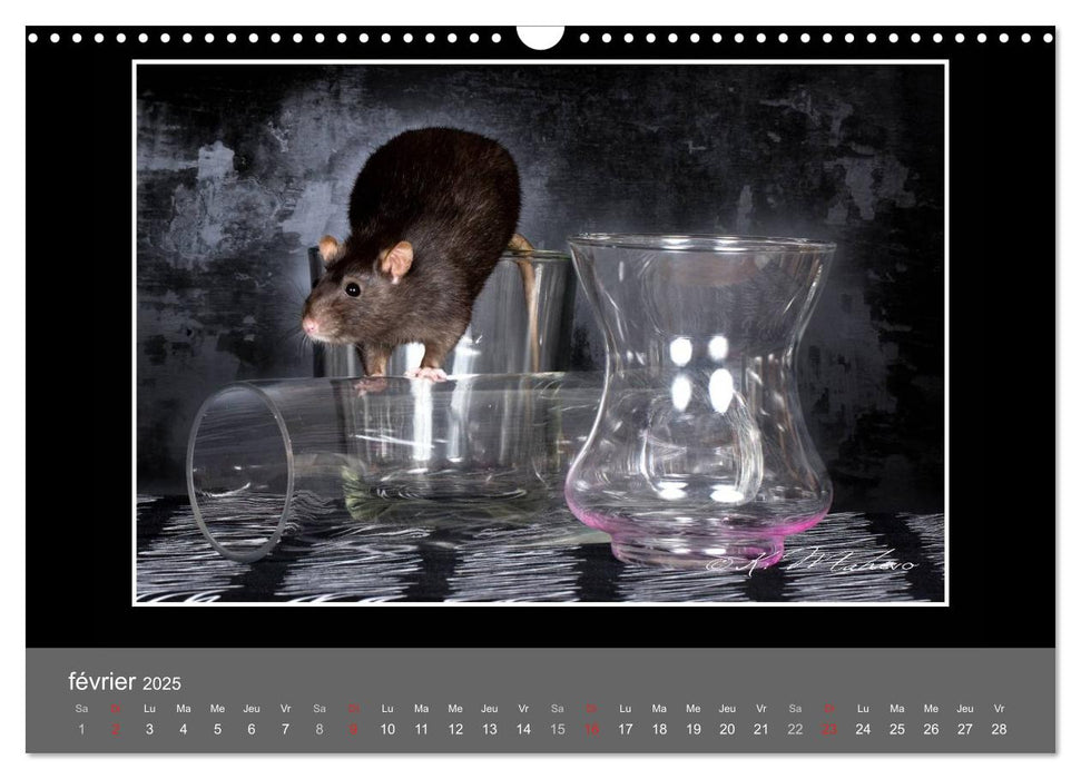 Ratte Ouille jeu de scène (CALVENDO Calendrier mensuel 2025)