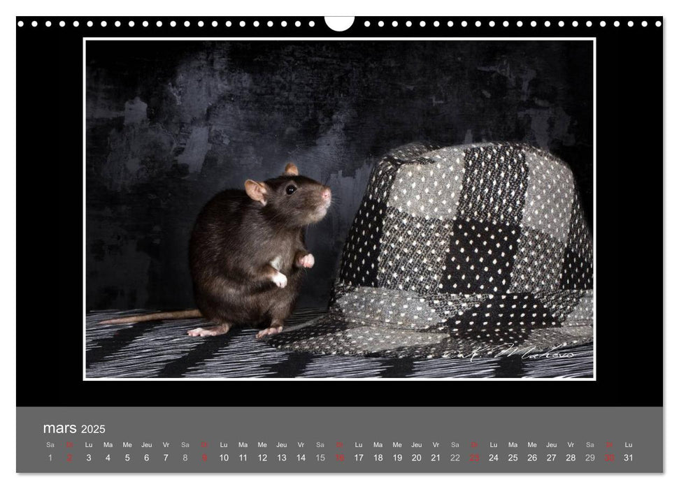 Ratte Ouille jeu de scène (CALVENDO Calendrier mensuel 2025)