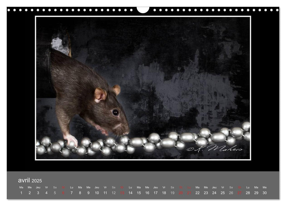 Ratte Ouille jeu de scène (CALVENDO Calendrier mensuel 2025)