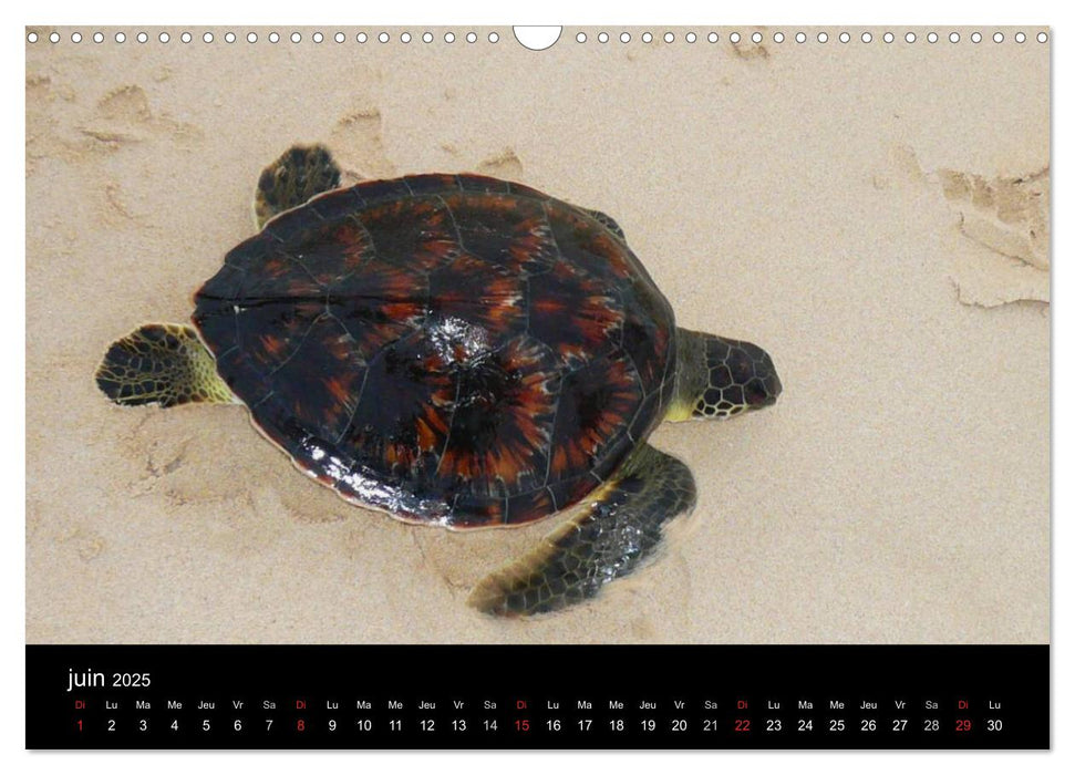 Voyage au Cap-Vert, Boa Vista (CALVENDO Calendrier mensuel 2025)