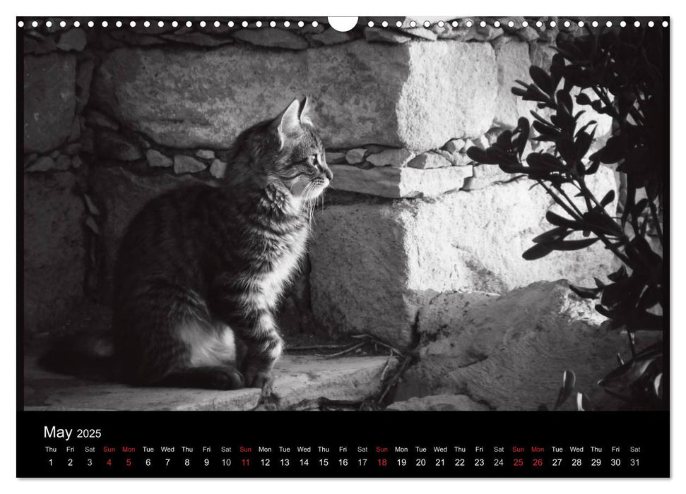 Urban Cats (CALVENDO Monthly Calendar 2025)