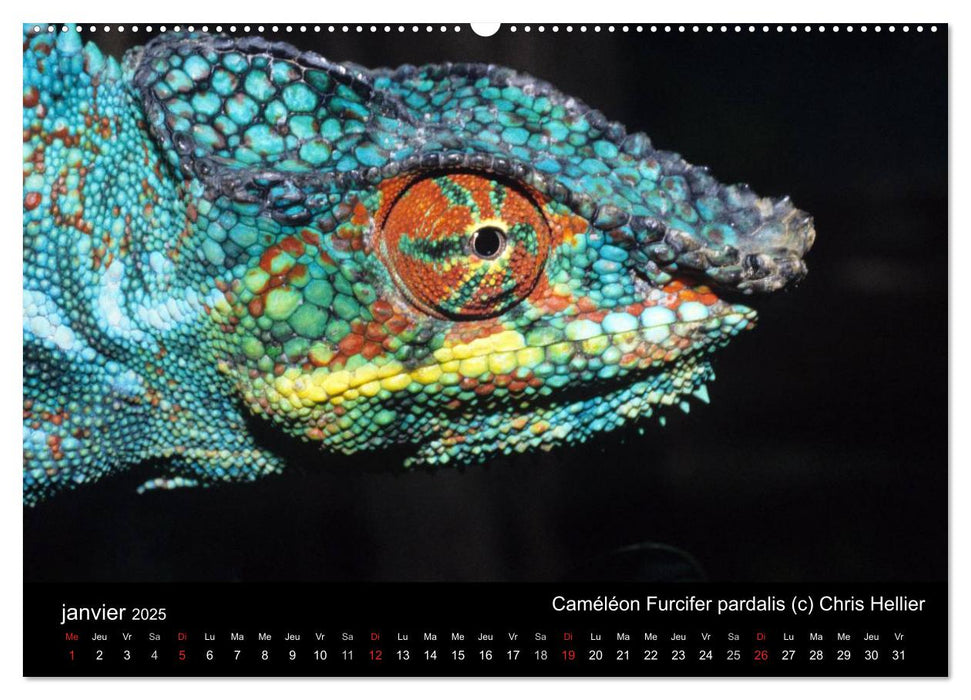 Caméléons - Petits dragons d'Afrique. (CALVENDO Calendrier supérieur 2025)