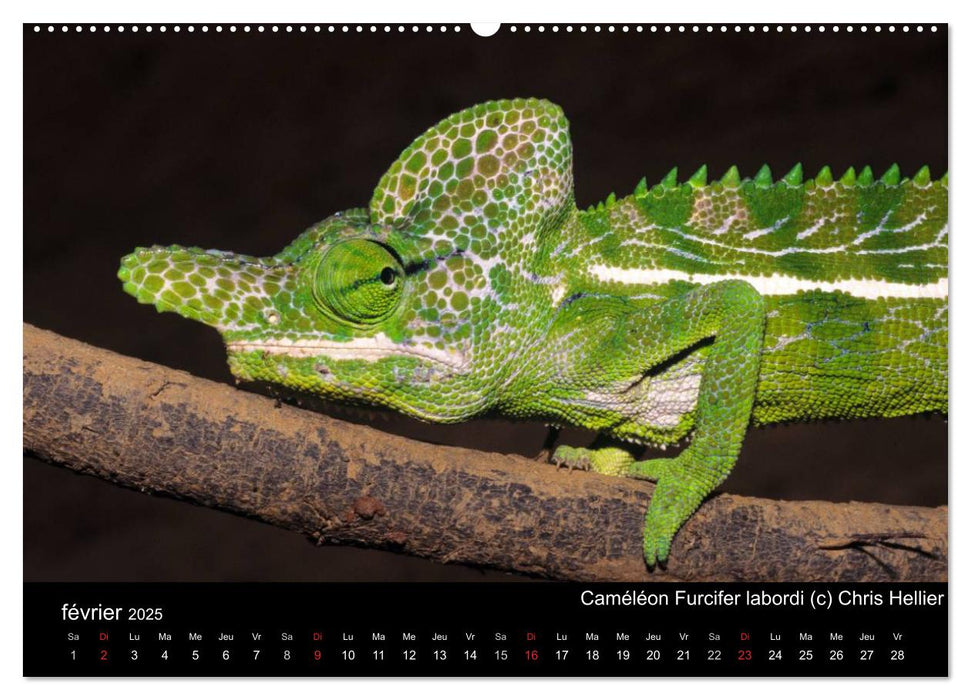 Caméléons - Petits dragons d'Afrique. (CALVENDO Calendrier supérieur 2025)