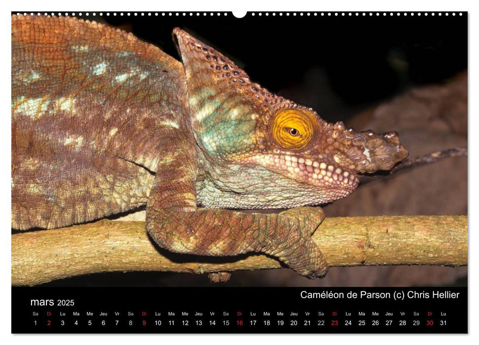 Caméléons - Petits dragons d'Afrique. (CALVENDO Calendrier supérieur 2025)