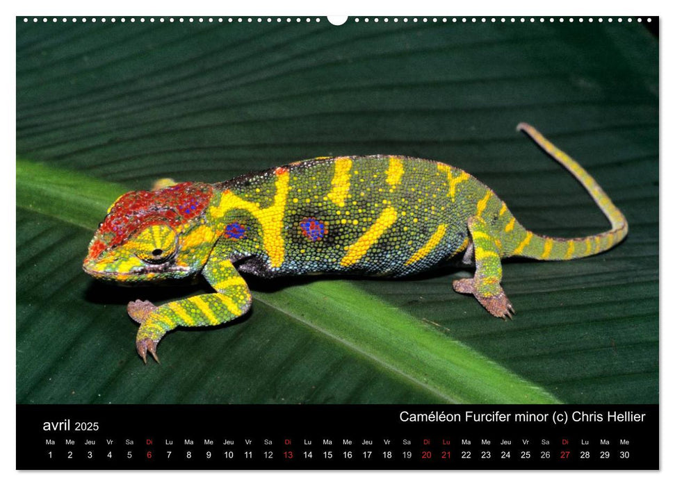 Caméléons - Petits dragons d'Afrique. (CALVENDO Calendrier supérieur 2025)