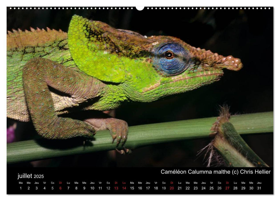 Caméléons - Petits dragons d'Afrique. (CALVENDO Calendrier supérieur 2025)