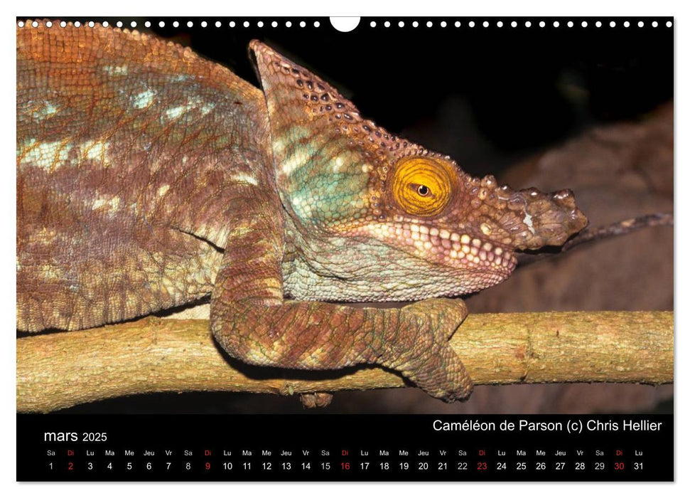 Caméléons - Petits dragons d'Afrique. (CALVENDO Calendrier mensuel 2025)