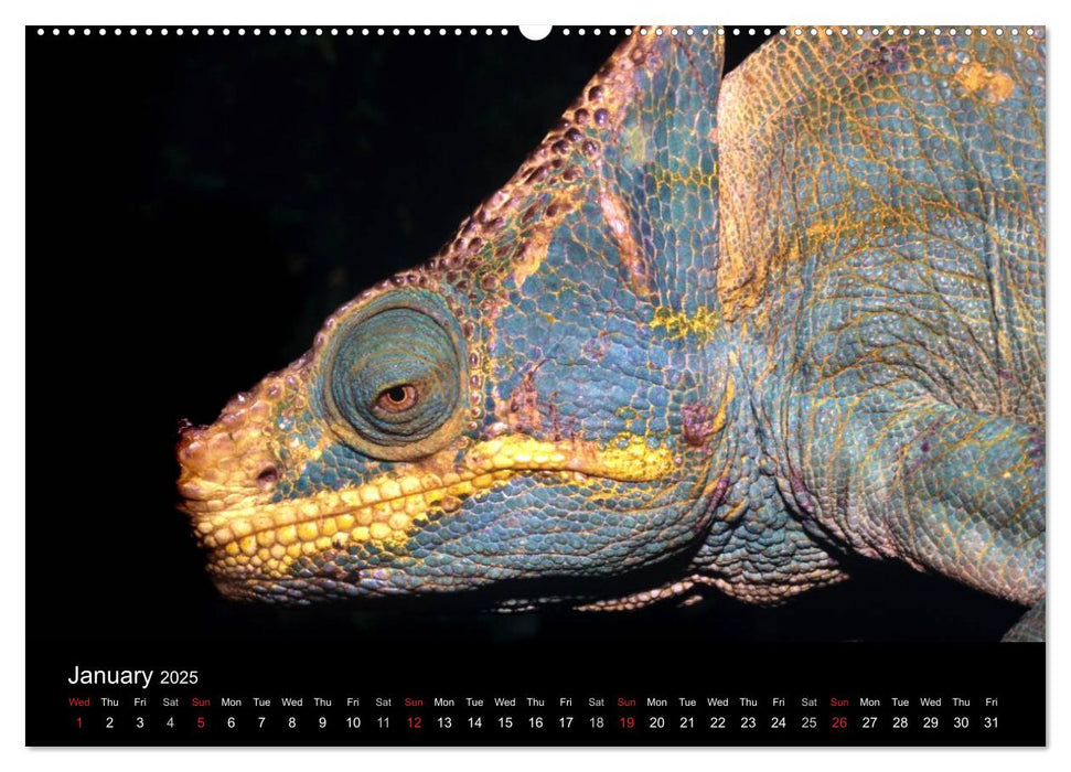 Chameleons Monsters of the African Bush (CALVENDO Premium-Calendar 2025)