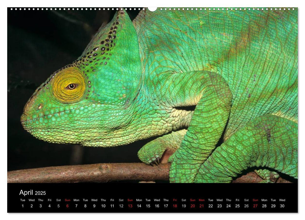 Chameleons Monsters of the African Bush (CALVENDO Premium-Calendar 2025)