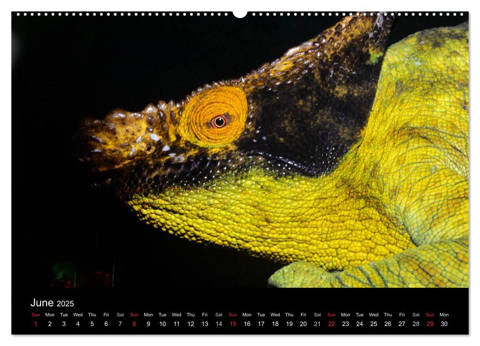 Chameleons Monsters of the African Bush (CALVENDO Premium-Calendar 2025)