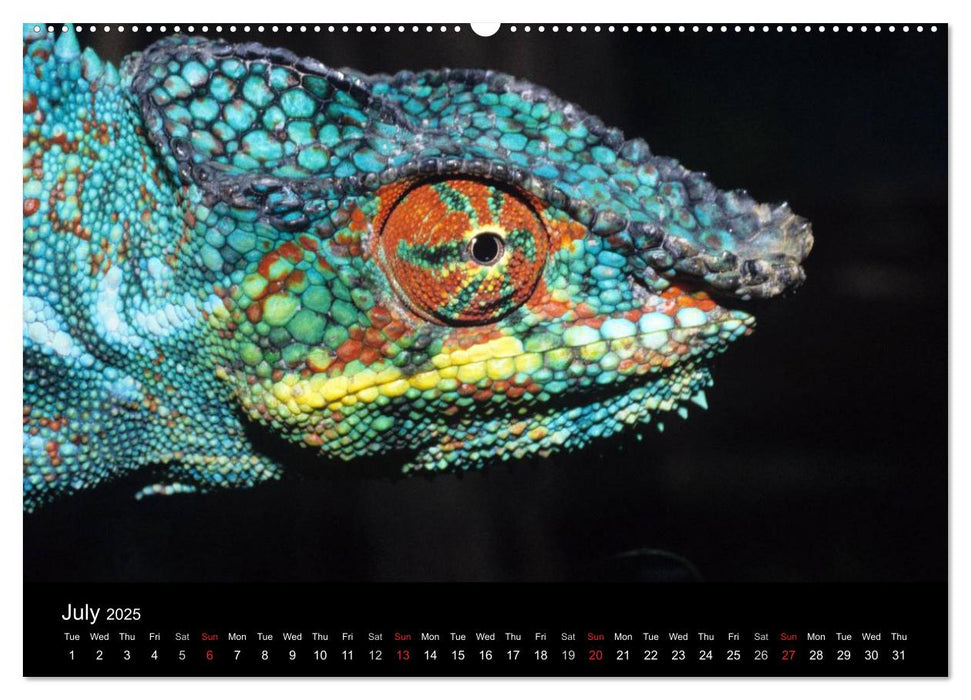 Chameleons Monsters of the African Bush (CALVENDO Premium-Calendar 2025)