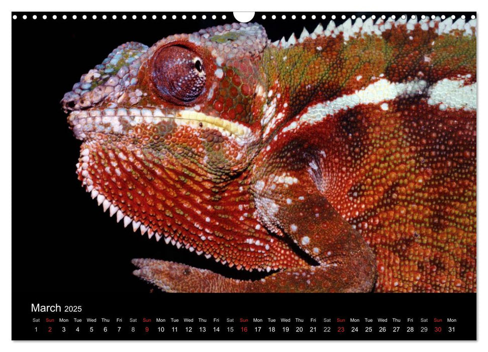 Chameleons Monsters of the African Bush (CALVENDO Monthly Calendar 2025)