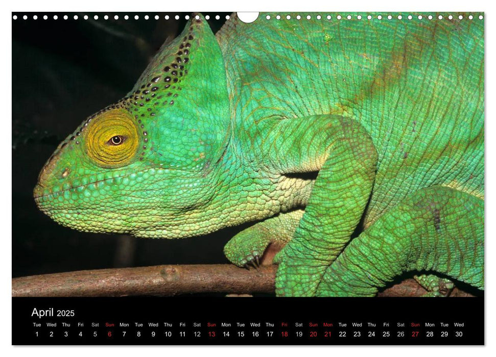 Chameleons Monsters of the African Bush (CALVENDO Monthly Calendar 2025)