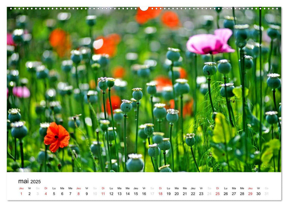 Giverny Les jardins (CALVENDO Calendrier supérieur 2025)