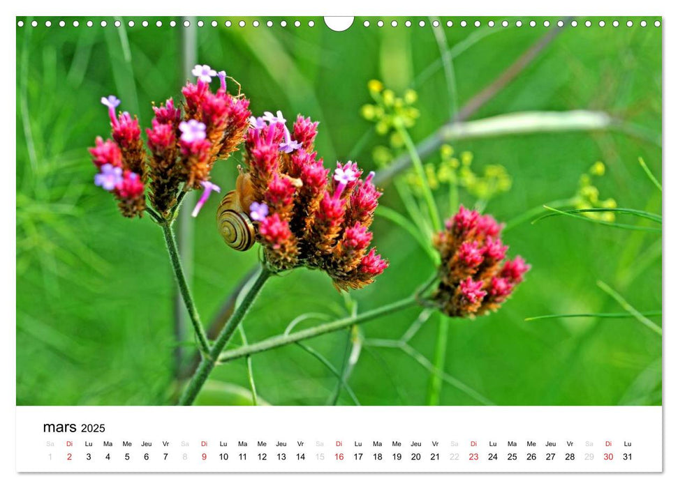 Giverny Les jardins (CALVENDO Calendrier mensuel 2025)