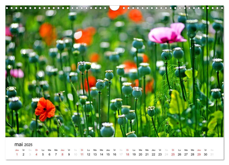 Giverny Les jardins (CALVENDO Calendrier mensuel 2025)