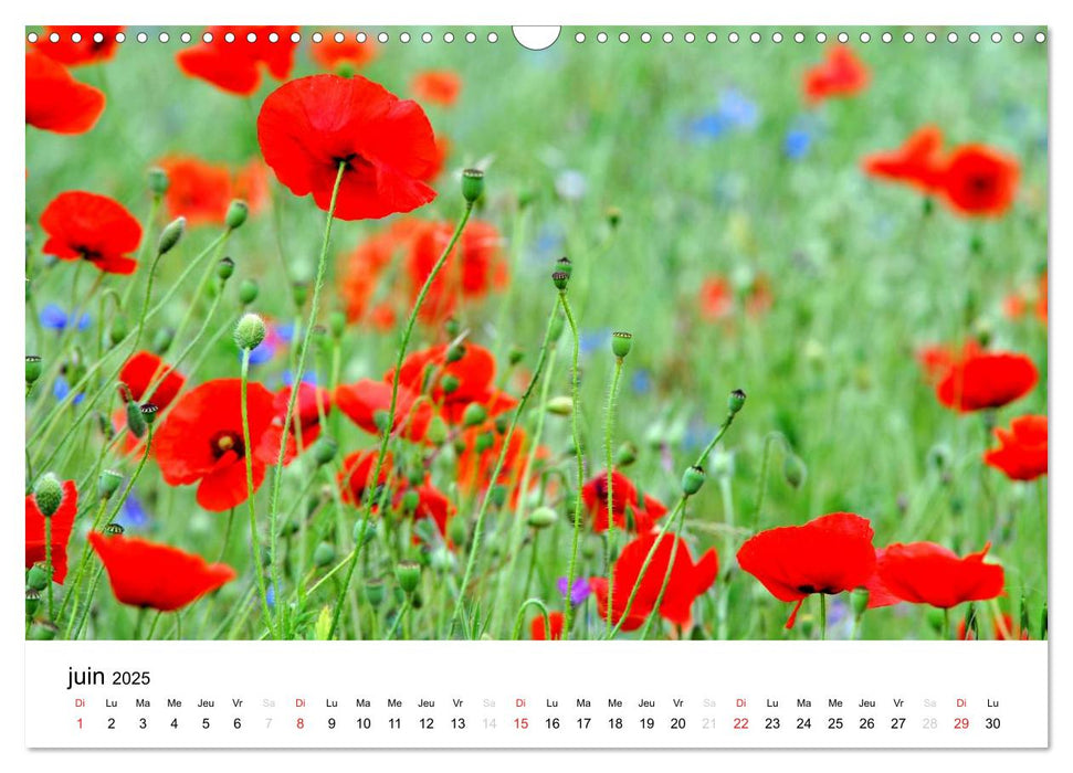 Giverny Les jardins (CALVENDO Calendrier mensuel 2025)