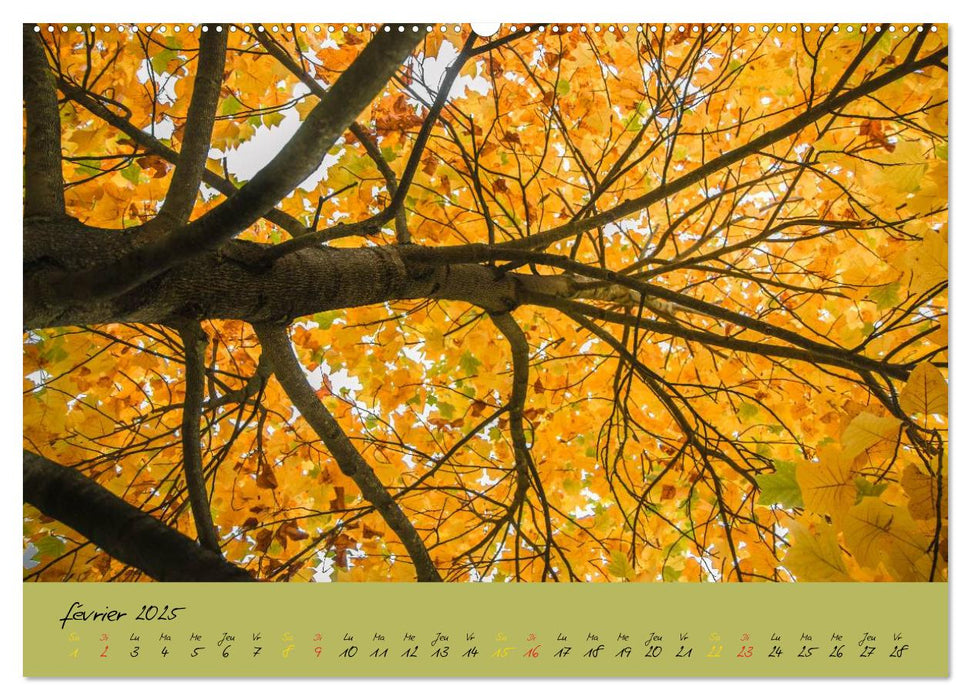 Un automne au Bois (CALVENDO Calendrier supérieur 2025)