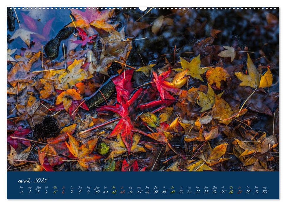 Un automne au Bois (CALVENDO Calendrier supérieur 2025)