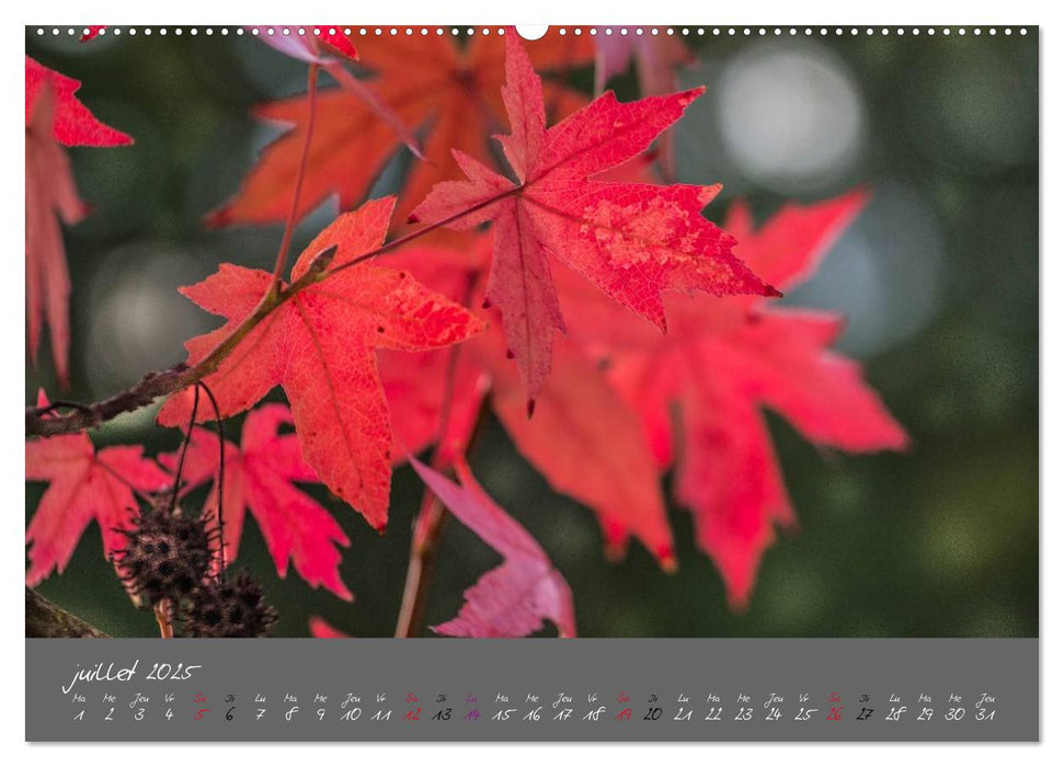 Un automne au Bois (CALVENDO Calendrier supérieur 2025)