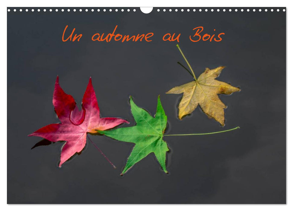 Un automne au Bois (CALVENDO Calendrier mensuel 2025)