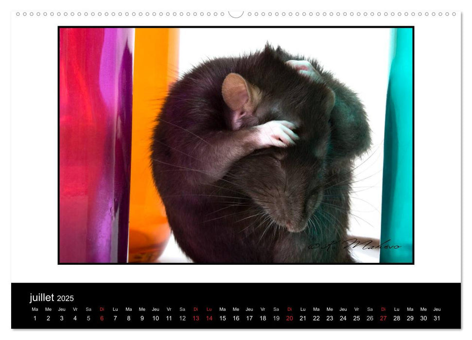 Ratte Ouille (CALVENDO Calendrier supérieur 2025)