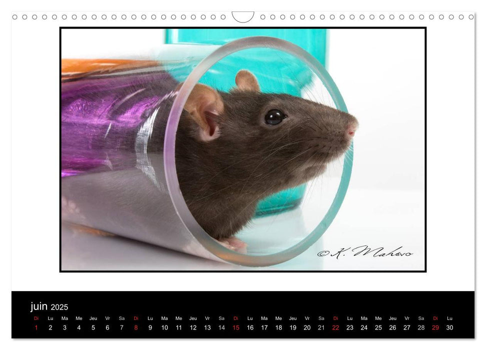 Ratte Ouille (CALVENDO Calendrier mensuel 2025)