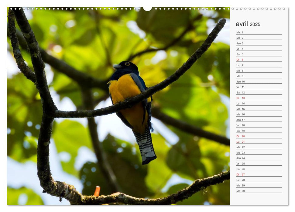 ¡Pura Vida! au Costa Rica (CALVENDO Calendrier supérieur 2025)