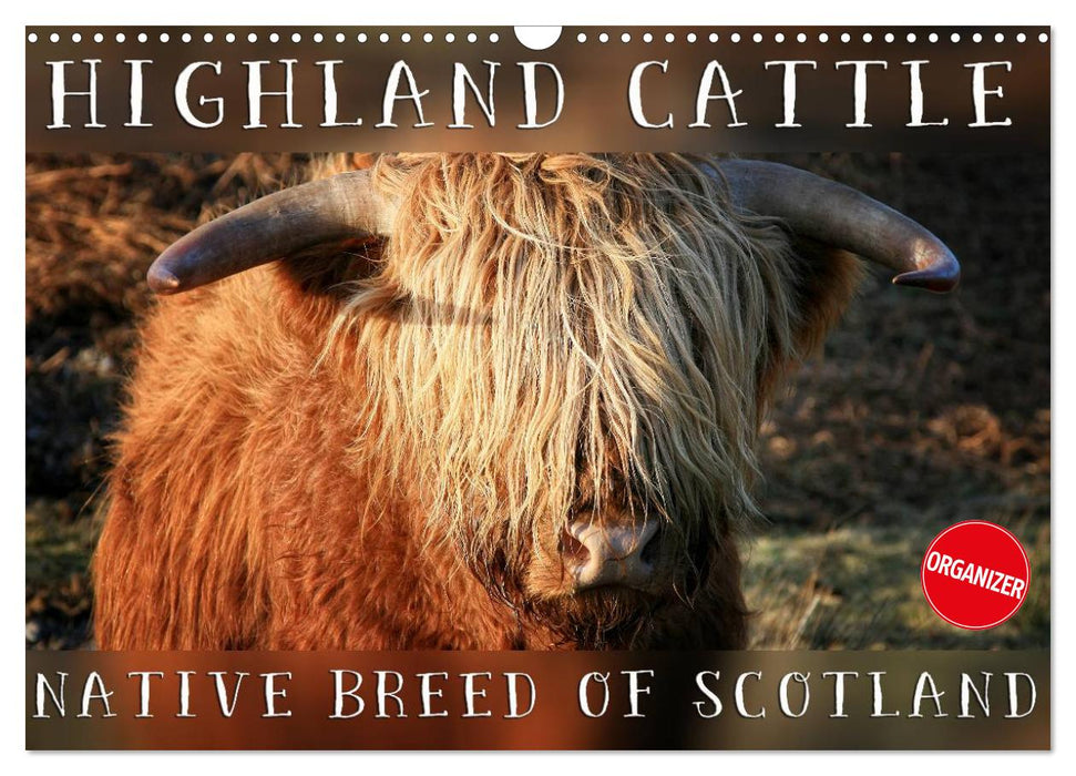 Highland Cattle - Native Breed of Scotland (CALVENDO Monthly Calendar 2025)