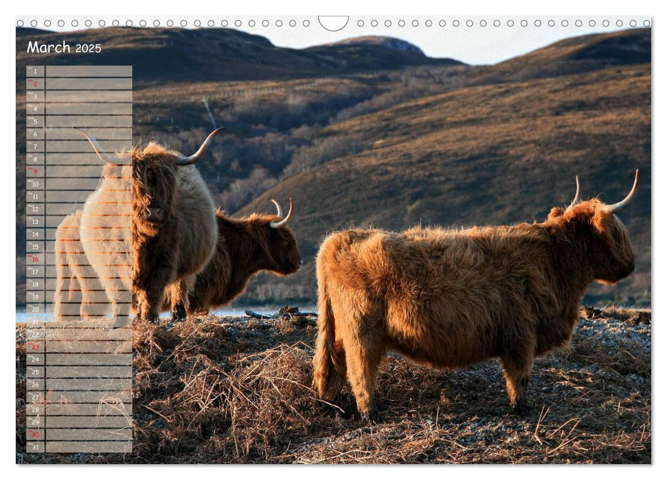 Highland Cattle - Native Breed of Scotland (CALVENDO Monthly Calendar 2025)