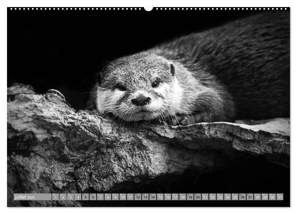 Dans le Regard de la Faune (CALVENDO Calendrier supérieur 2025)