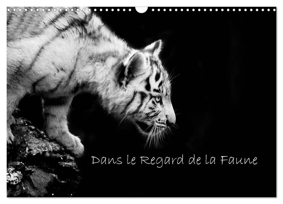 Dans le Regard de la Faune (CALVENDO Calendrier mensuel 2025)