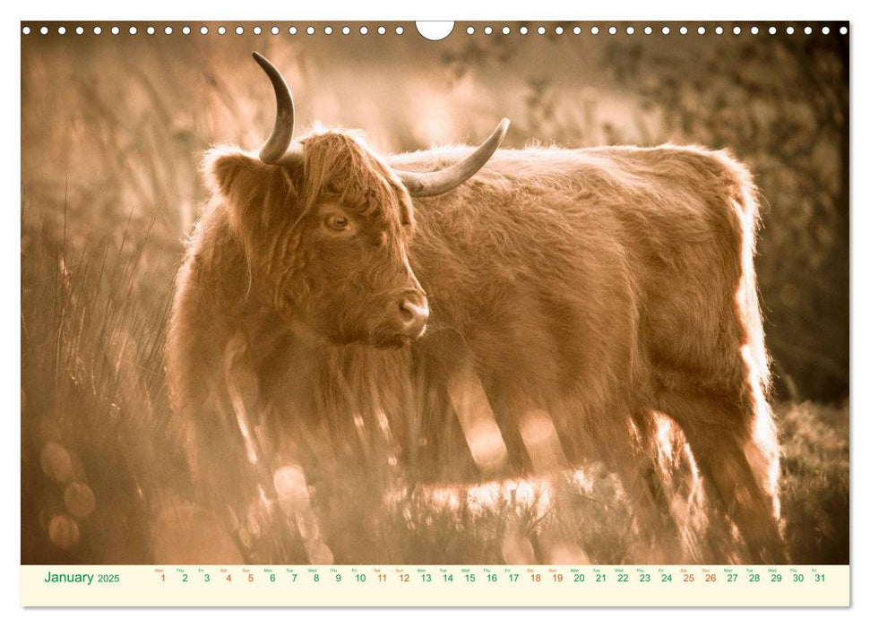 The Hairy Cow Calendar (CALVENDO Monthly Calendar 2025)