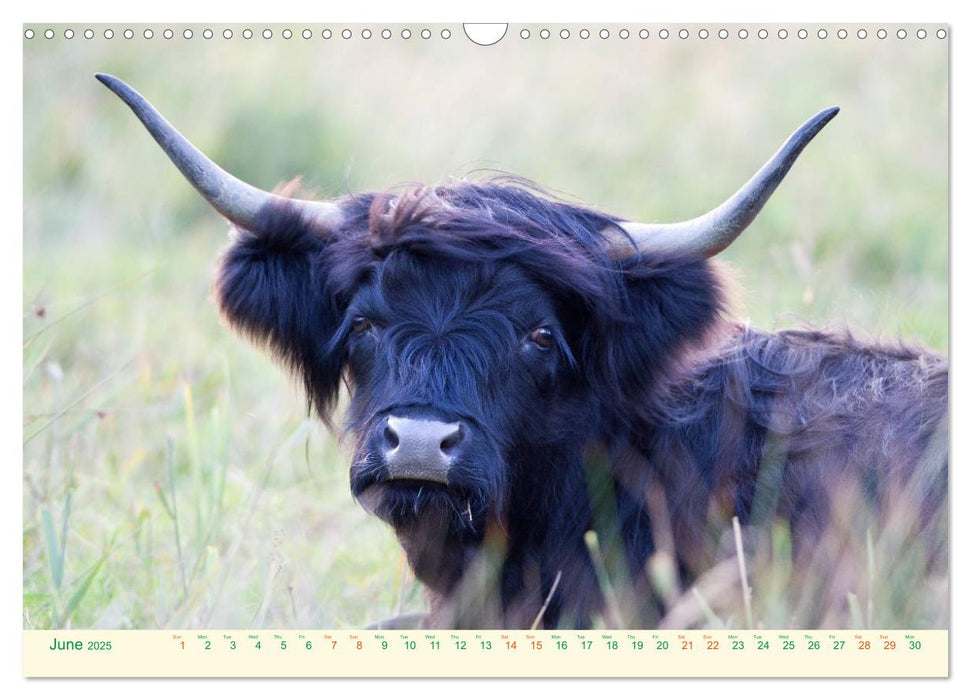 The Hairy Cow Calendar (CALVENDO Monthly Calendar 2025)