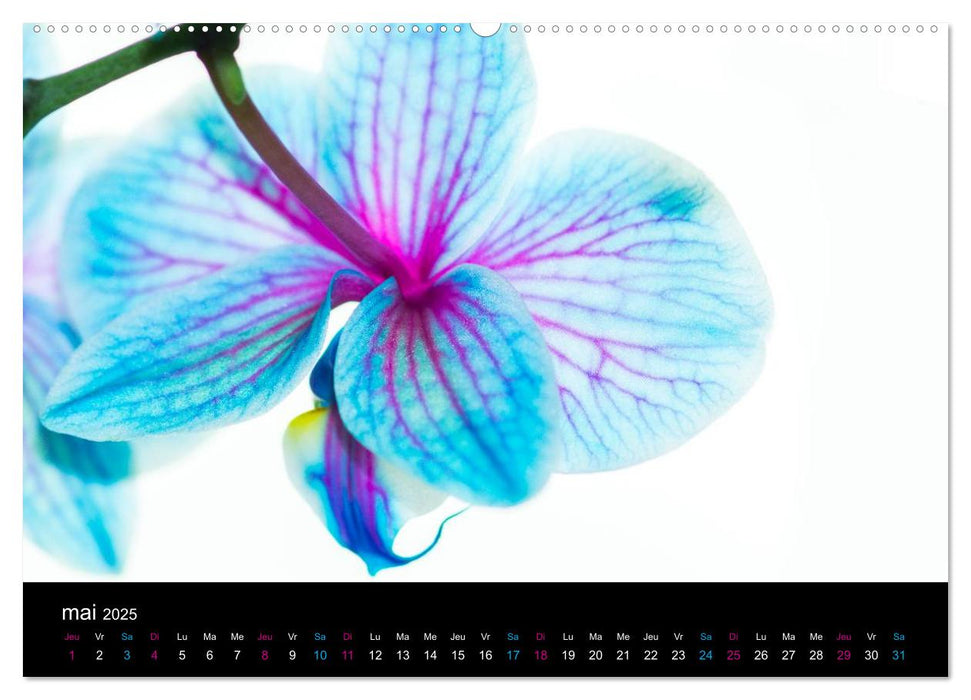 L'Orchida (CALVENDO Calendrier supérieur 2025)