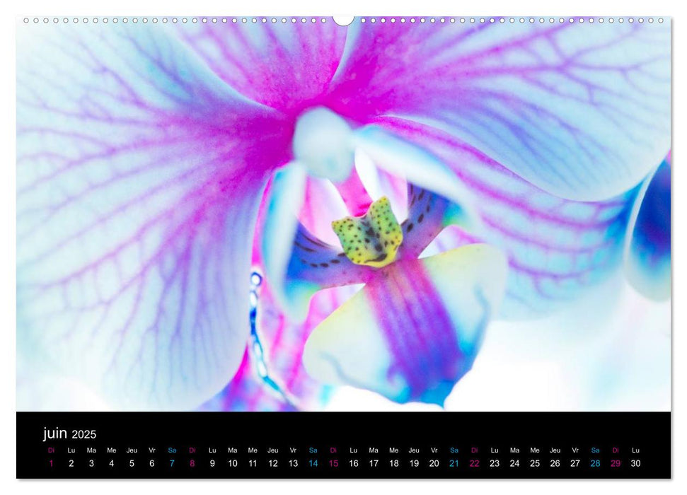 L'Orchida (CALVENDO Calendrier supérieur 2025)