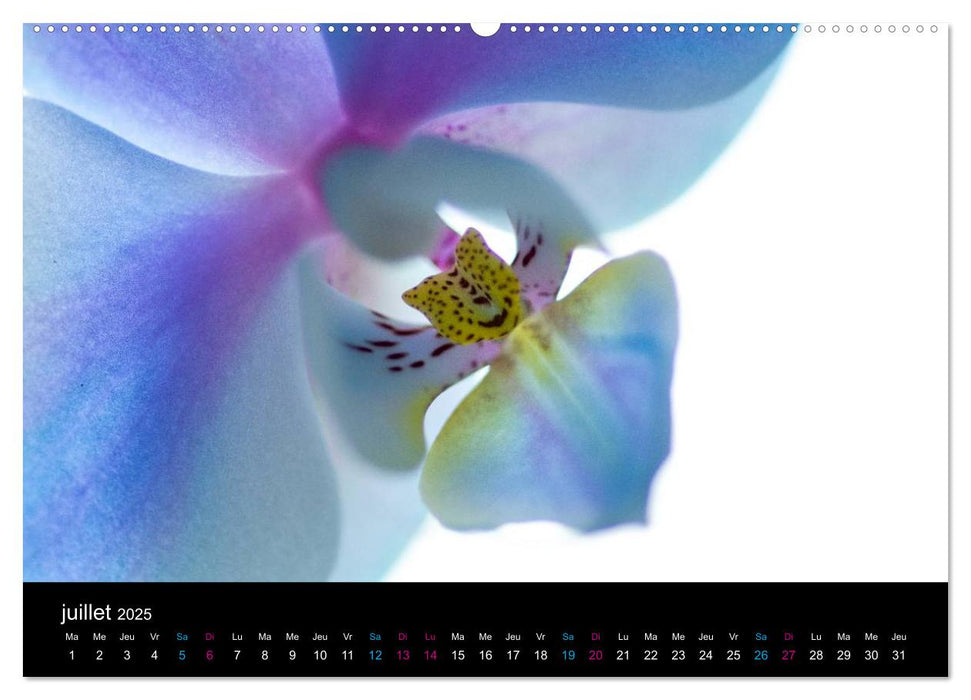 L'Orchida (CALVENDO Calendrier supérieur 2025)