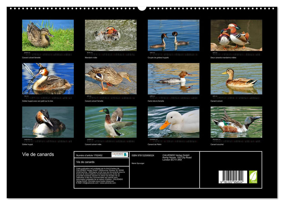 Vie de canards (CALVENDO Calendrier supérieur 2025)