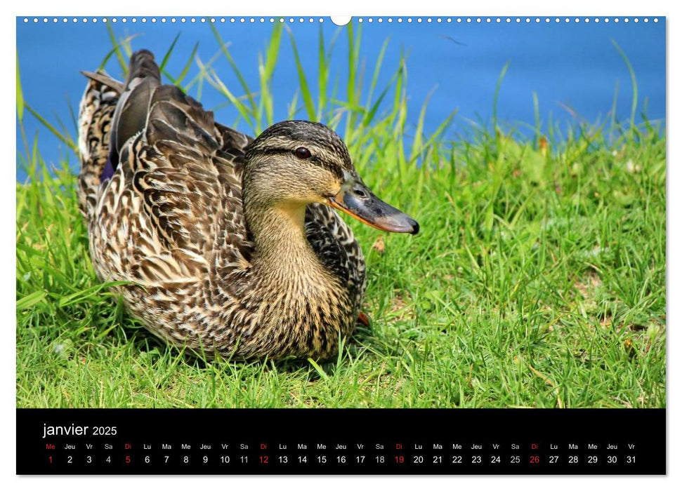 Vie de canards (CALVENDO Calendrier supérieur 2025)