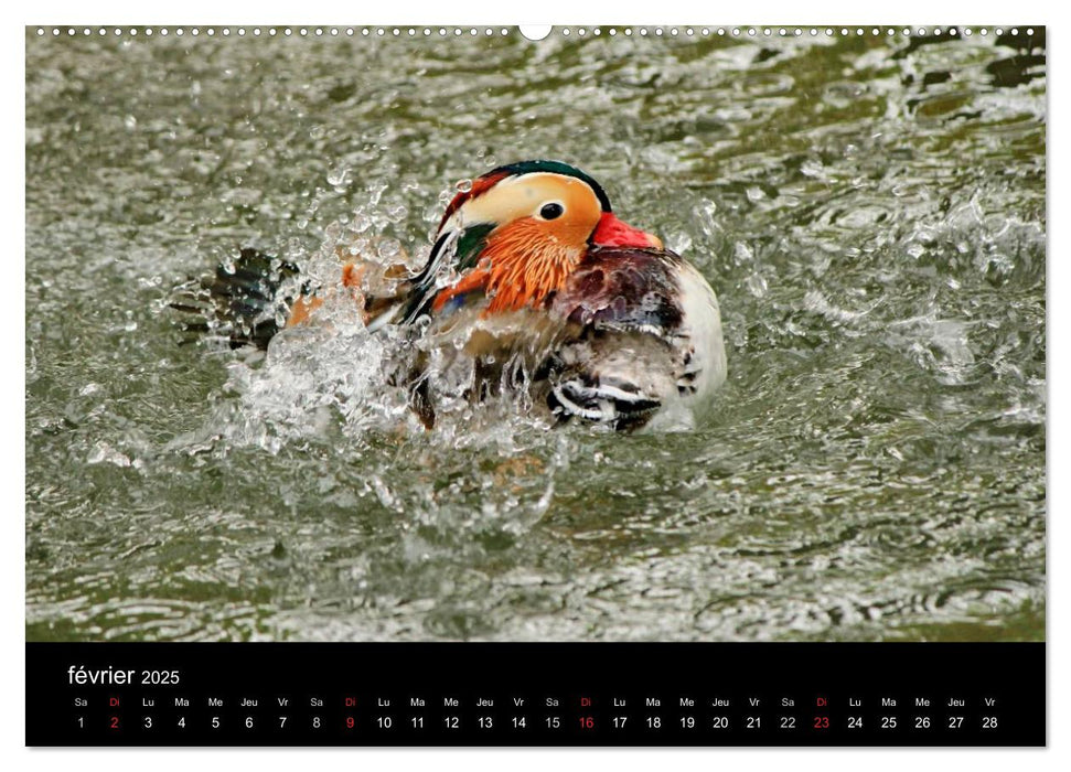 Vie de canards (CALVENDO Calendrier supérieur 2025)