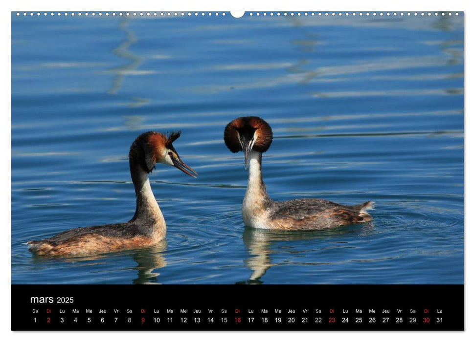 Vie de canards (CALVENDO Calendrier supérieur 2025)