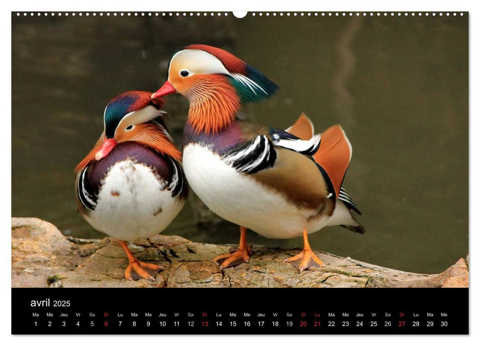 Vie de canards (CALVENDO Calendrier supérieur 2025)