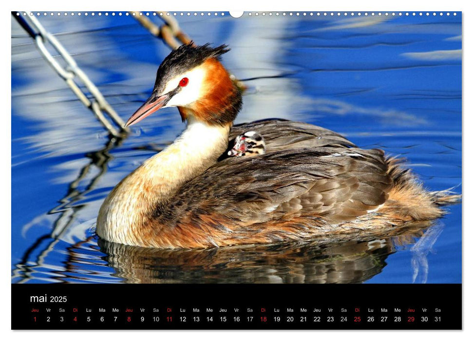 Vie de canards (CALVENDO Calendrier supérieur 2025)