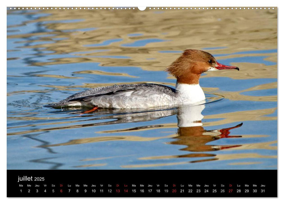 Vie de canards (CALVENDO Calendrier supérieur 2025)