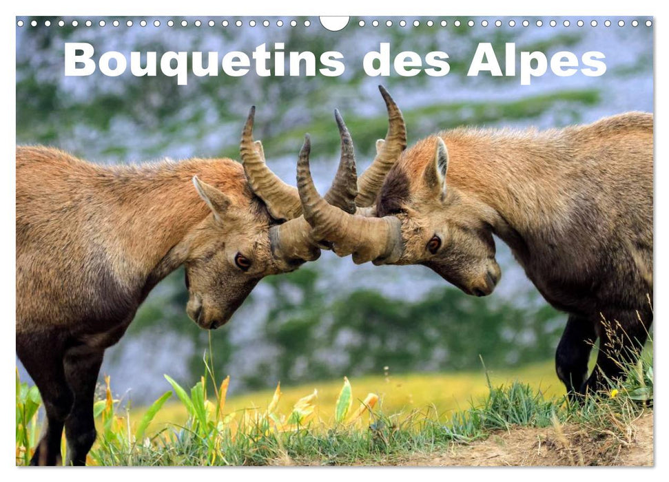 Bouquetins des Alpes (CALVENDO Calendrier mensuel 2025)