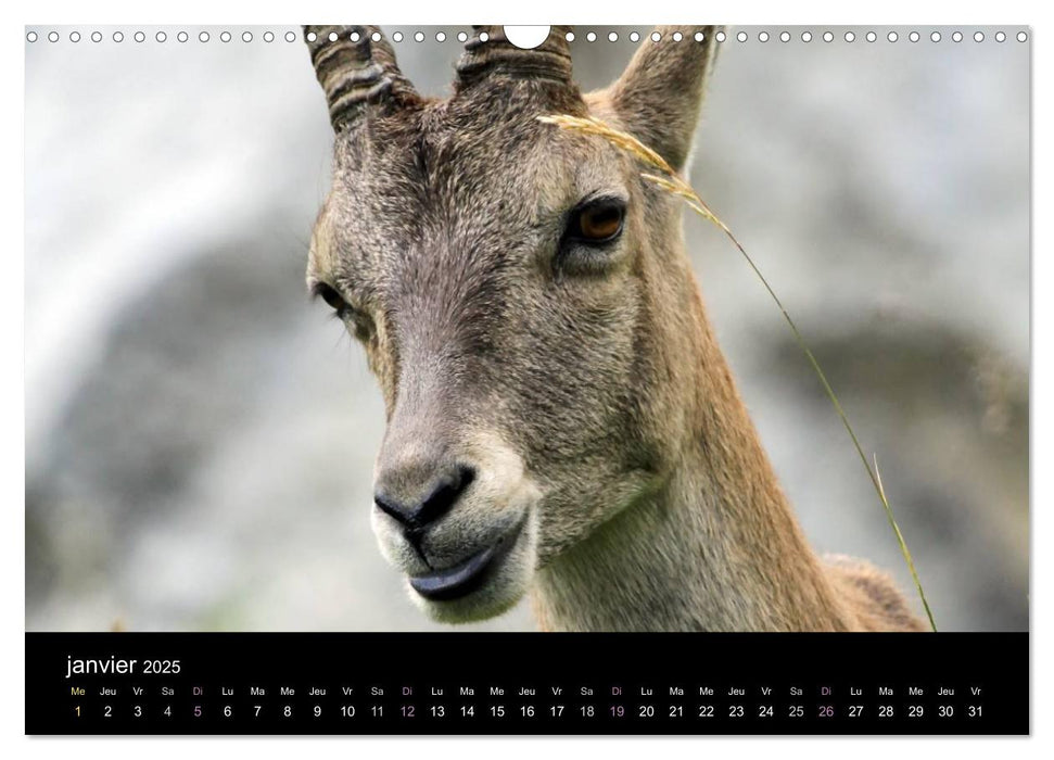 Bouquetins des Alpes (CALVENDO Calendrier mensuel 2025)