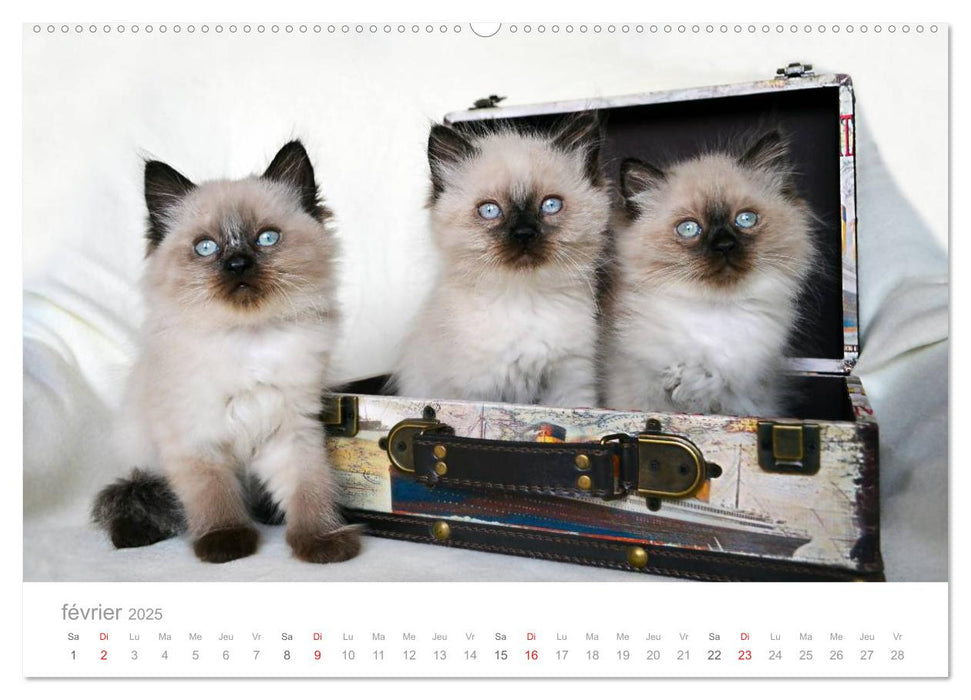 La parade des chats (CALVENDO Calendrier supérieur 2025)