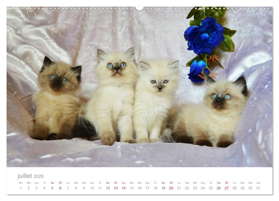 La parade des chats (CALVENDO Calendrier supérieur 2025)