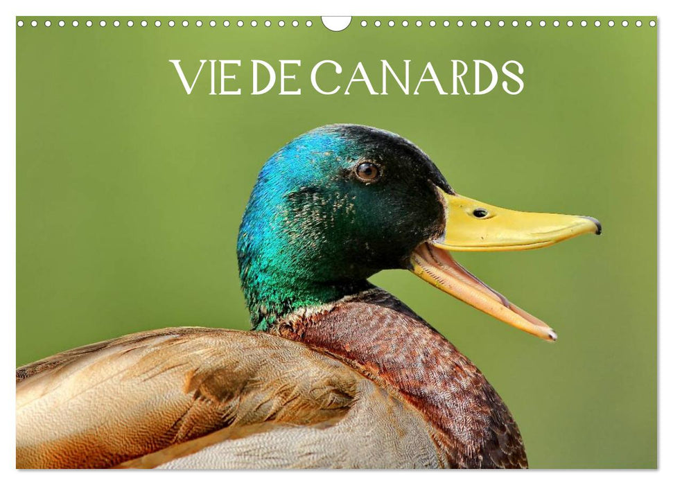 Vie de canards (CALVENDO Calendrier mensuel 2025)