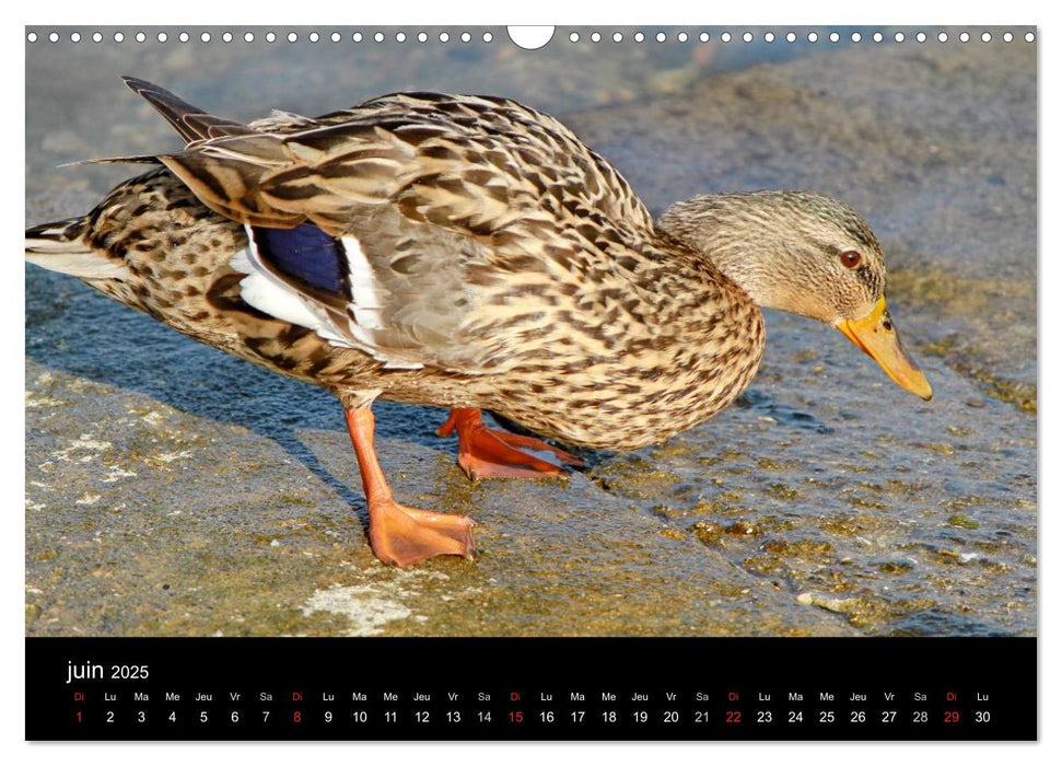 Vie de canards (CALVENDO Calendrier mensuel 2025)